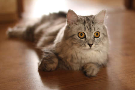 cat looksの写真素材