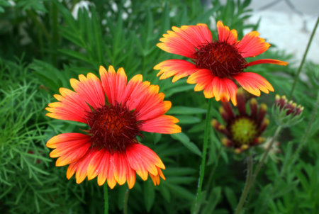 Wild Flowersの写真素材