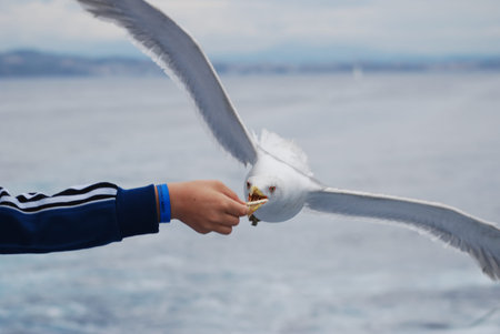 seagull eating from hand