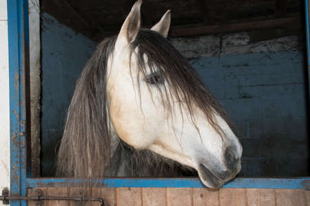 Close-up of a white horseの写真素材
