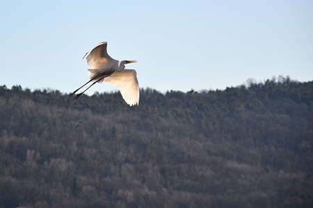 heron in the skyの写真素材