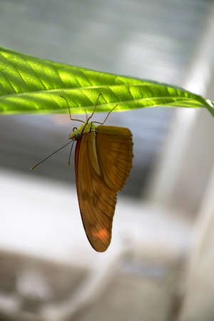 beautiful butterfly wingsの写真素材