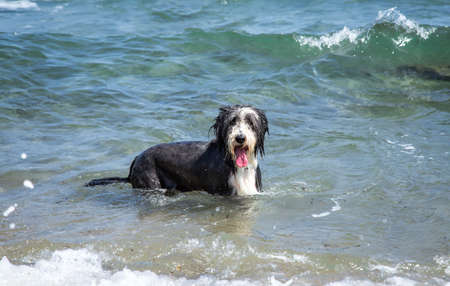 Wet bearded collie stands in the water and looks into the cameraの写真素材