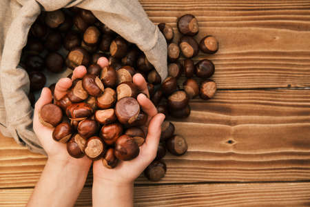 Close up shot of chestnut in the woman hands and a linen bag on a wooden tableの写真素材