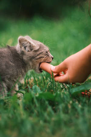Feeding stray kitten on the street. Help homeless animals. Selective focus. People handsの写真素材