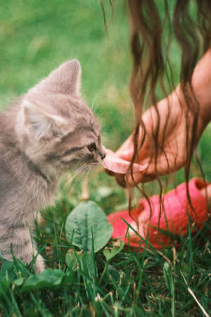 Feeding stray kitten on the street. Help homeless animals. Selective focus. People handsの写真素材