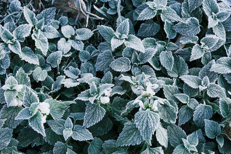 Partial focus Photo of nettle mint leaves covered with frost. Close up partial focusの写真素材
