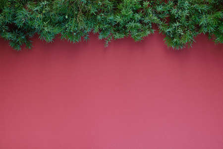 Christmas decorations and spruce branch on a color background. Ready for textの写真素材