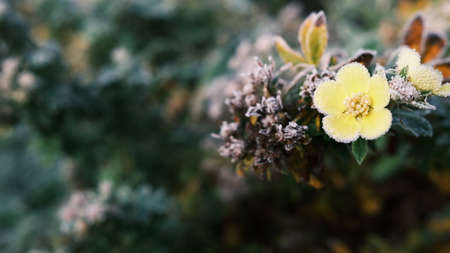 Closeup shot of flowers covered with frost. Text ready.の写真素材