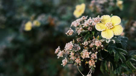 Closeup shot of flowers covered with frost. Text ready.の写真素材