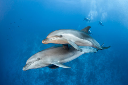 Group of bottlenose dolphins living in South Pacific Ocean. Dolphins in free environment, this free dolphins are curios and playful with scuba divers. they are living in Rangiroa PFの写真素材