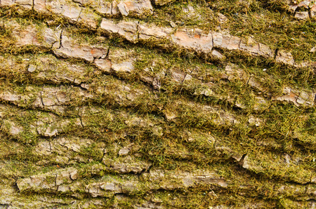 Wooden background with the mossの写真素材