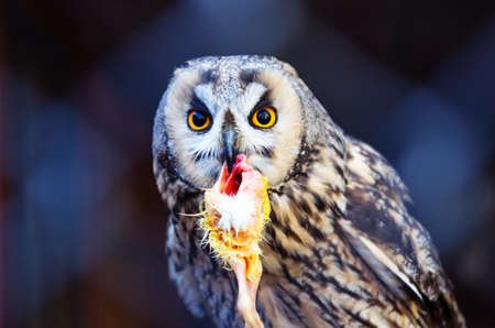 Owl eating chickenの写真素材