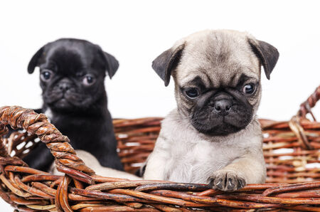 Cute puppies in the basket.の写真素材