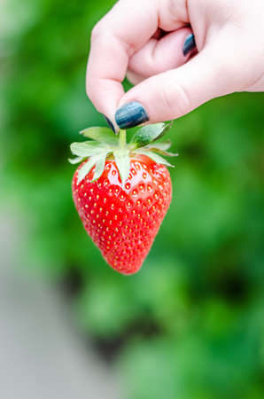 Female hand holding homegrown strawberry. Vertical Compositionの写真素材