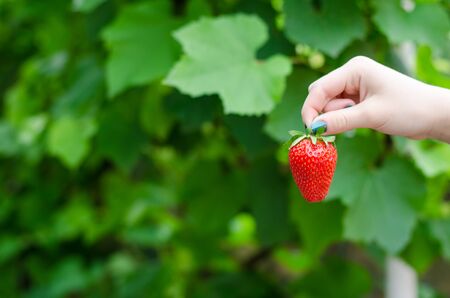 Female hand holding homegrown strawberry. Horizontal compositionの写真素材