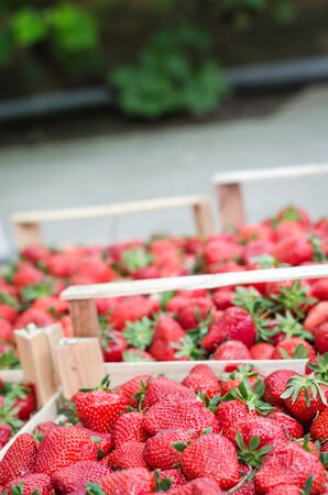 Home grown strawberries in a wooden basket (crate). Selective focus, DOFの写真素材