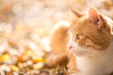 Beatiful cat looking on the side, copy spaceの写真素材