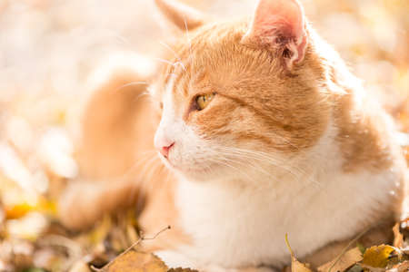 Beatiful cat looking on the side, copy spaceの写真素材