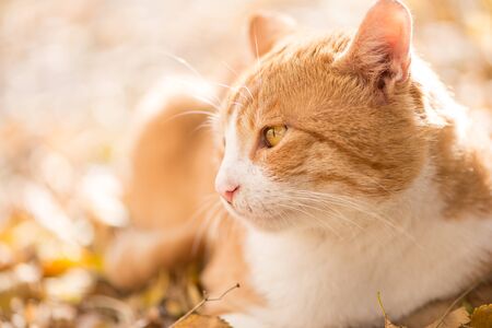 Orange cat looking on the side, copy spaceの写真素材