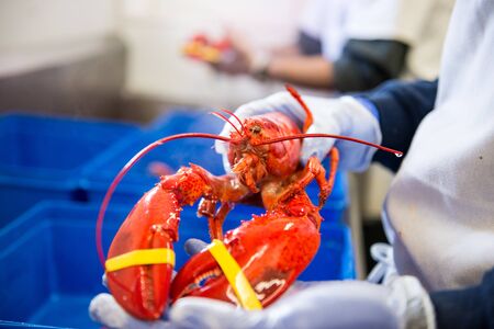 Male hands holding the cooked lobsterの写真素材