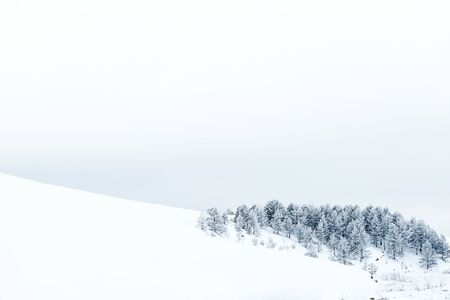 Conifers covered with snow on the mountain hill. Copy spaceの写真素材
