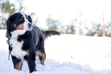 Bernese Mountain Dog in the snow looking away. Focus on the eye, shallow depth of field, blow out highlights in the background.の写真素材