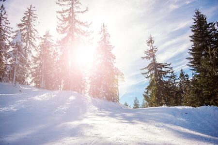 Winter landscape, horizontal composition, direct sunlight into the camera, lens flare, warmer highlightsの写真素材