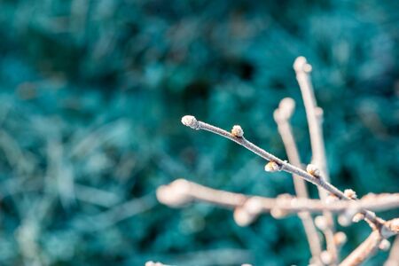 Close up photo of the iced buds in the middle of the frame. Shallow depth of field, selective focusの写真素材