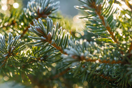Close up (macro) shot of the iced buds and coniferous. Selective focus, narrow depth of field, warm tones of the sunlightの写真素材