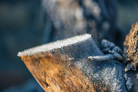 Close up photo of a tree trunk covered with ice crystals in wintertime. Selective focus, shallow depth of field.の写真素材