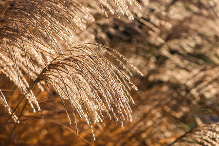 Close up photo of a reed in summertime. Selective focus, warm tones, shallow depth of fieldの写真素材