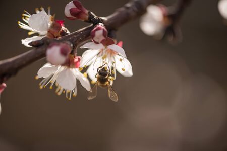 The bee collects nectar on the peach blossom, white flowers, macro shot, selective focus, soft focus with narrow depth of field.の写真素材