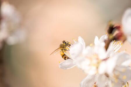 The bee collects nectar on the peach blossom, white flowers, macro shot, selective focus, soft focus with narrow depth of field.の写真素材