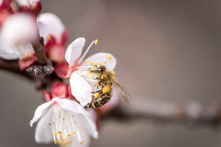 The bee collects nectar on the peach blossom, white flowers, macro shot, selective focus, soft focus with narrow depth of field.の写真素材