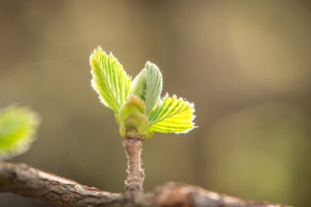 Green bud in spring. Selective focus with shallow depth of field, macro shotの写真素材