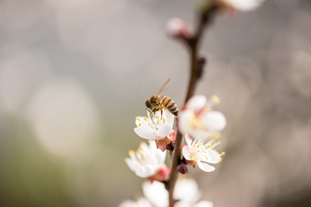 The bee collects nectar on the peach blossom, white flowers, macro shot, selective focus, soft focus with narrow depth of field.の写真素材