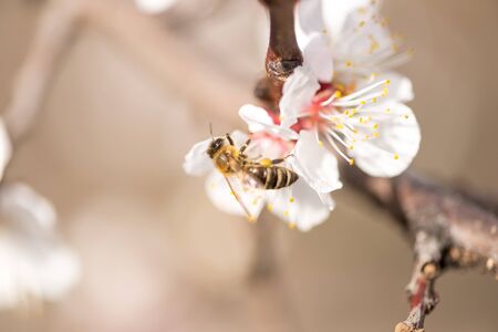 The bee collects nectar on the peach blossom, white flowers, macro shot, selective focus, soft focus with narrow depth of field.の写真素材