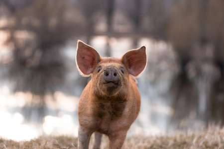 Cute orange young funny mangalitsa (furry) pig gesturing on the pasture looking at the camera. Selective focus, warmer tones. One animal onlyの写真素材