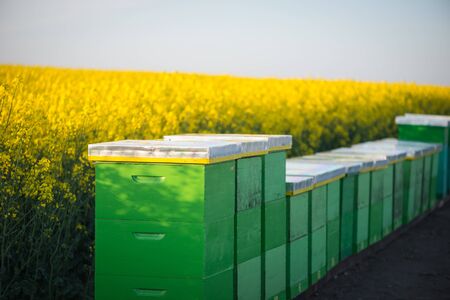 Hives near the blooming rapeseed field at susnet. Selective focusの写真素材