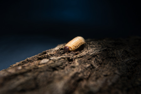 Maggot on the bark at night, illuminated from the top. Close up shot, selective focus, shallow depth of fieldの写真素材