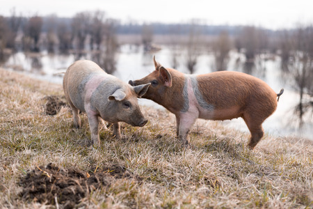 Two young mangulitsa furry pigs having fun on the field. Selective focus, narrow depth of fieldの写真素材