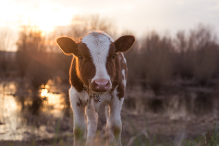 Calf cow standin near the swamp looking at the camera selective focus lens flare copy spaceの写真素材