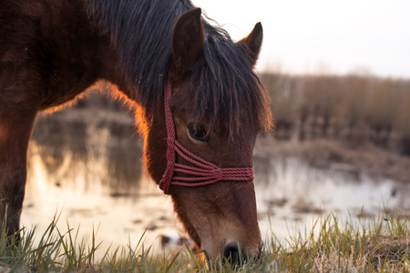 Horse grazing on the pasture near the swamp at sunset. Narrow depth of field warmer tones low angle shot.の写真素材