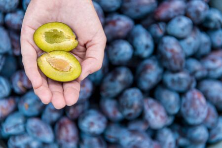 Fresh plums in feminine arms. Selective focus.の写真素材