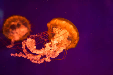 Orange medusa in a blue water.の写真素材