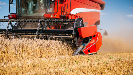 Combine harvesting the field of wheat on a sunset.