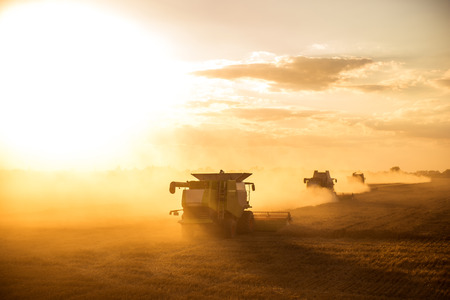 Combine harvesting the wheat on the sunset.の写真素材