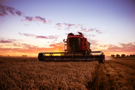 Combine harvesting the field of wheat on a sunset.の写真素材