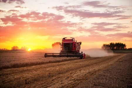 Combine harvesting the field of wheat on a sunset.の写真素材
